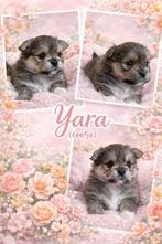 Pomeriaan pups, Overige rassen, 8 tot 15 weken, Parvo, Meerdere