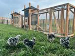 USA Zijdehoen hennen, Dieren en Toebehoren, Pluimvee, Vrouwelijk, Kip