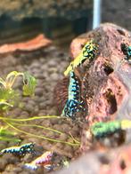 Blue boa/fishbone, Kreeft, Krab of Garnaal