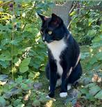Vermist in Heerhugowaard e.o Kater Moon, Dieren en Toebehoren, Vermiste en Gevonden Dieren, Kat