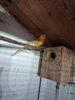 Mooie opaline  roodrugparkiet, Dieren en Toebehoren, Vogels | Parkieten en Papegaaien, Vrouwelijk, Parkiet