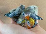 Baby Agapornis Fischeri dwergpapegaai, Dieren en Toebehoren, Vogels | Parkieten en Papegaaien, Geslacht onbekend, Dwergpapegaai of Agapornis