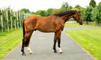 3-jarige ruin Chester Z x Caleandro, Springpaard, Ruin, 3 tot 6 jaar, Ontwormd