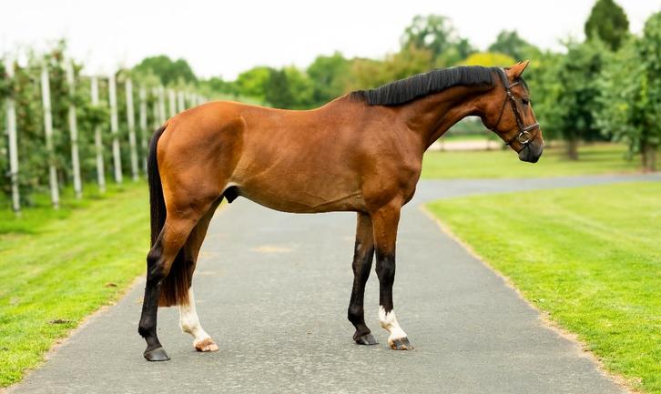 3-jarige ruin Chester Z x Caleandro, Dieren en Toebehoren, Paarden, Ruin, Onbeleerd, 165 tot 170 cm, 3 tot 6 jaar, Springpaard