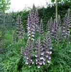 XL Acanthus spinosus Stekelbeer doornige berenklauw, Volle zon, Vaste plant, Zomer, Ophalen