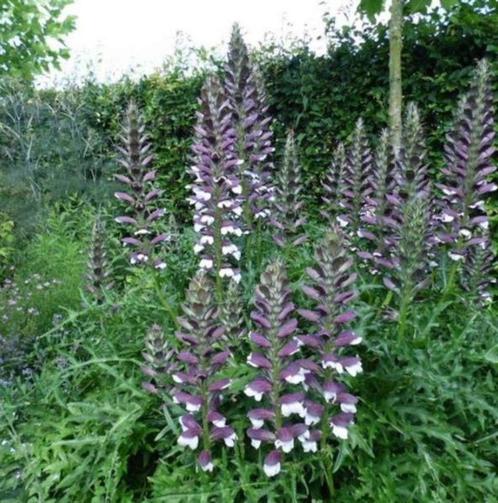 XL Acanthus spinosus Stekelbeer doornige berenklauw, Tuin en Terras, Planten | Tuinplanten, Vaste plant, Overige soorten, Volle zon