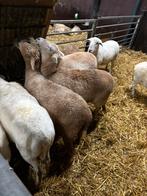 Tk 5 nolana ooien metveen ram, Dieren en Toebehoren, Schapen, Geiten en Varkens, Meerdere dieren, Schaap