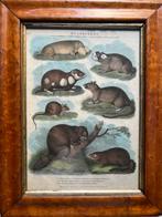 Oude antieke gravure 1820 Quadrupeds Bever rat ea dieren ets, Antiek en Kunst, Kunst | Etsen en Gravures, Ophalen of Verzenden