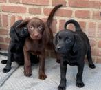 Prachtige FRIESE STABIJ x LABRADOR pups, Nederland, CDV (hondenziekte), 8 tot 15 weken, Meerdere