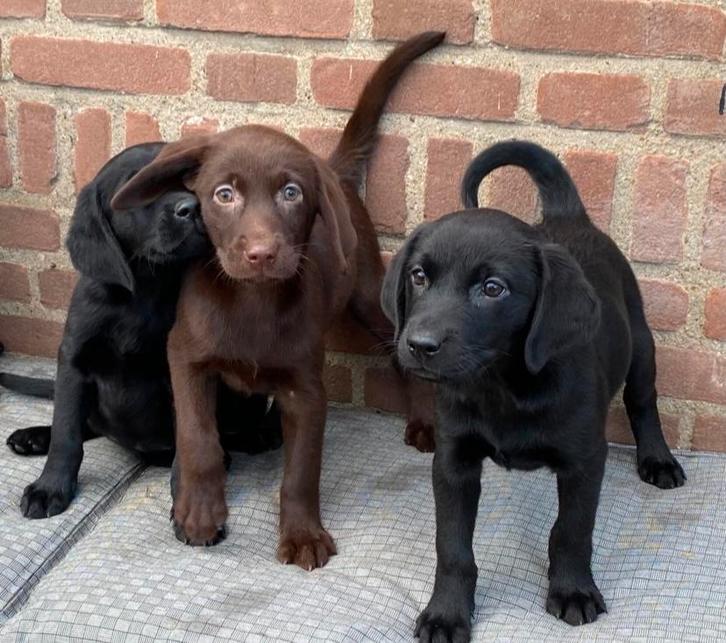 Prachtige FRIESE STABIJ x LABRADOR pups, Dieren en Toebehoren, Honden | Niet-rashonden, Middel, Meerdere dieren, Fokker | Professioneel