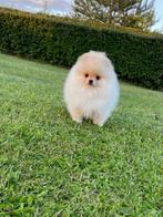 POMERANIAN GIRL FOR SALE, 8 tot 15 weken, Teef, Eén hond, Nederland
