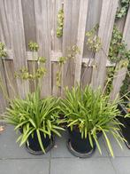 Agapanthus, Afrikaanse lelie, Kaapse lelie incl pot, Ophalen, Overige soorten, Volle zon