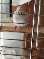 Jonge zebravinken, Dieren en Toebehoren, Meerdere dieren