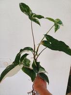 Syngonium Albo Variegata stek, Huis en Inrichting, Kamerplanten, Ophalen, Overige soorten, Minder dan 100 cm