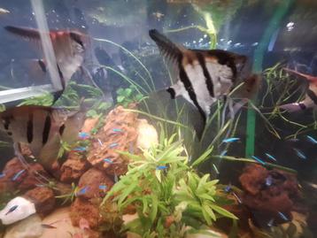 Pterophyllum Scalare Manacapura red back 5 stuks beschikbaar voor biedingen