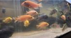 Groep Malawi cichliden, Dieren en Toebehoren, Vissen | Aquariumvissen, Vis