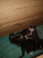 Gezond nestje kittens. (Mogen weg per 28 juli) nog 1 over