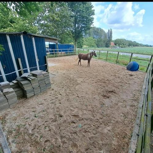 24/7 uitloopstal aan huis in Numansdorp, Dieren en Toebehoren, Stalling en Weidegang