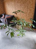 Grote philodendron green wonder, Huis en Inrichting, Kamerplanten, Overige soorten, 100 tot 150 cm, Halfschaduw, Ophalen