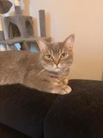 3 britse kortharen op zoek naar een goud mandje!, Dieren en Toebehoren, Poes