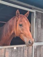 Lieve 2,5 jarige dressuurgefokte ruin, Dieren en Toebehoren, Paarden, Ruin, Dressuurpaard, Gechipt, 3 tot 6 jaar