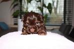 Te Koop: Shih Tzu Puppie - Choco Kleur, Dieren en Toebehoren, Honden | Chihuahua's en Gezelschapshonden, CDV (hondenziekte), 8 tot 15 weken