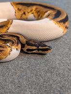 1.0 Male Piebald het Clown het DG Koningspython, Dieren en Toebehoren, Reptielen en Amfibieën, Slang, Tam, 0 tot 2 jaar