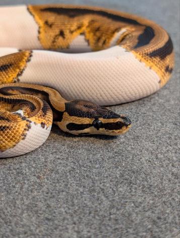 1.0 Male Piebald het Clown het DG Koningspython  beschikbaar voor biedingen