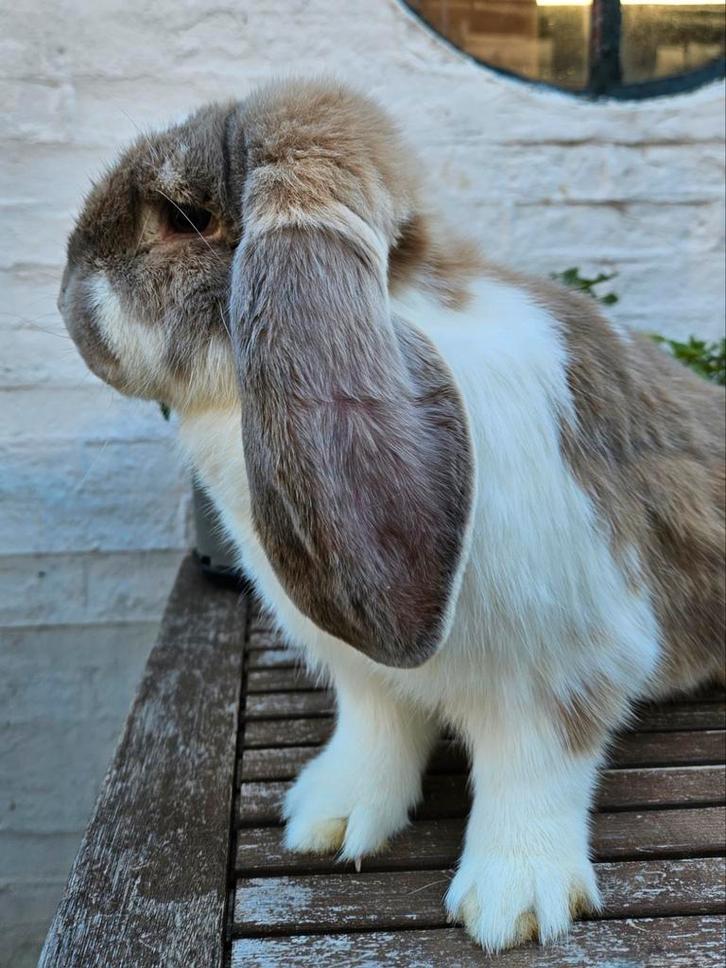 Schitterende franse hangoor dame, Dieren en Toebehoren, Konijnen, Groot, Vrouwelijk, Hangoor