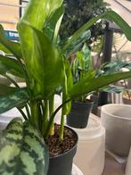 Aglaonema – 30 cm, Ophalen, Overige soorten, Volle zon