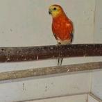 roodrugparkiet opaline, Dieren en Toebehoren, Vogels | Parkieten en Papegaaien, Mannelijk, Parkiet