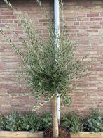 Super mooie Olijfboom Olijfbomen Olijf boom Olijf bomen, Tuin en Terras, Planten | Bomen, Lente, 100 tot 250 cm, Olijfboom, Ophalen