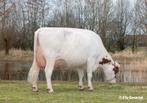 Te koop koeien vaarzen en kalveren, Dieren en Toebehoren, Runderen, Vrouwelijk