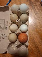 Broedeieren van onze eigen kippen – met zorg bewaard, Dieren en Toebehoren, Pluimvee, Geslacht onbekend, Kip