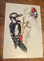 Grote Bonte Specht voert jong - Ko van den Broecke, Verzenden, 1960 tot 1980, Gelopen, Vogel