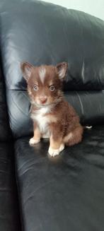 Mix kruising reutje chihuahua super mooi, Ophalen, Nieuw