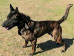 Hollandse herder  dekreu knpv, Dieren en Toebehoren, Particulier, Rabiës (hondsdolheid), 1 tot 2 jaar, Reu