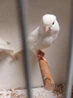 Kanaries wit en geel, Dieren en Toebehoren, Vogels | Kanaries, Meerdere dieren, Kleurkanarie