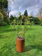 Stenen pot met oleander, Tuin en Terras, Planten | Tuinplanten, Ophalen