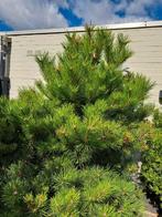 Zwarte den  pinus nigra, Ophalen, Bloeit niet, Overige soorten