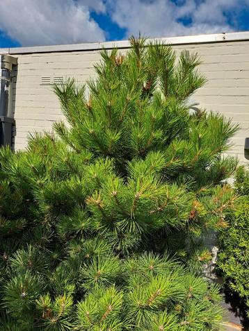 Zwarte den  pinus nigra  beschikbaar voor biedingen