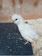 Kuikens kruising van zijdenhoentjes en cochin kipjes, Dieren en Toebehoren, Pluimvee, Meerdere dieren, Kip