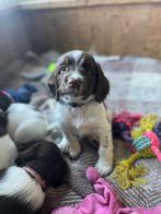 Super mooie Engelse springer spaniel pup, Dieren en Toebehoren, Honden | Retrievers, Spaniëls en Waterhonden, Reu, Eén hond, Spaniël