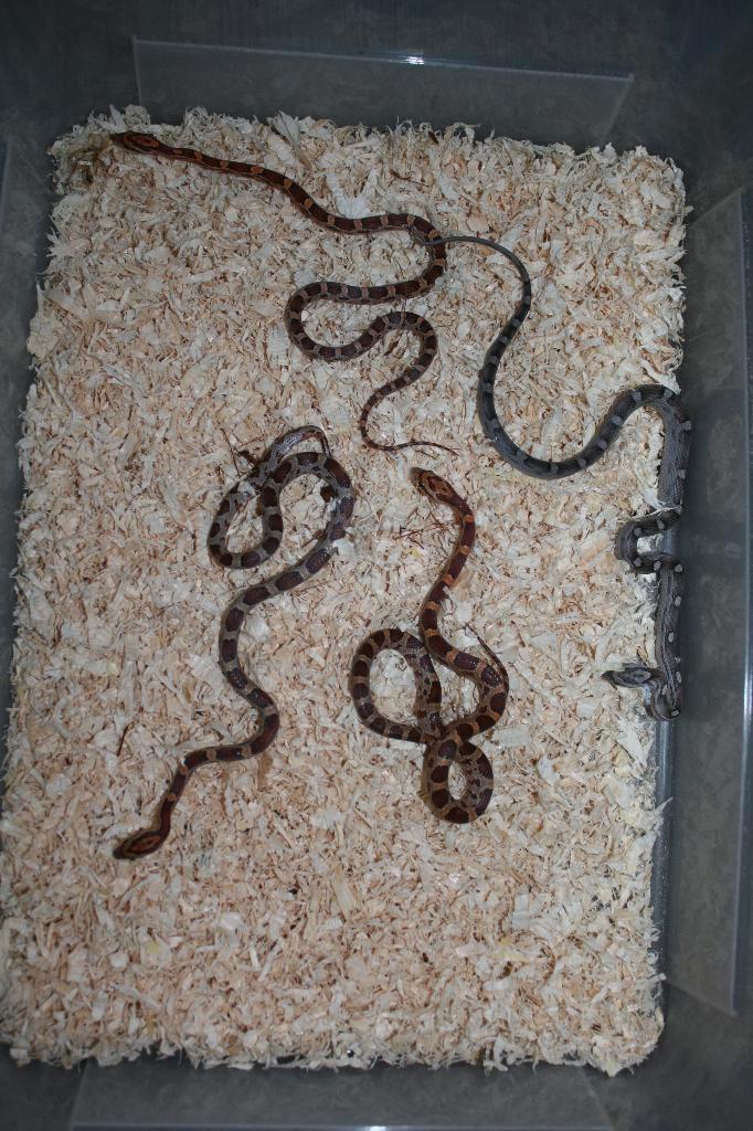 Pantherophis guttatus of Korenslang rode rattenslang