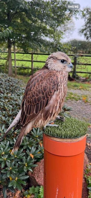 Sakervalk Tarsel beschikbaar voor biedingen