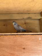 Blackface kanssplit blackwing parkieten, Dieren en Toebehoren, Vogels | Parkieten en Papegaaien, Meerdere dieren, Parkiet, Geringd