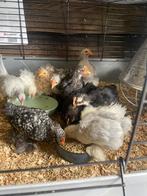 Cocin kriel en blauwe kriel kuikens, Dieren en Toebehoren, Pluimvee, Geslacht onbekend, Kip