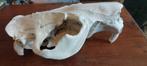 Bever Schedel - Uniek Decoratie Object, Ophalen of Verzenden, Gebruikt, Wild dier, Schedel