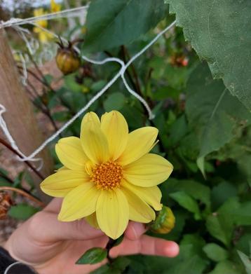 Bio Dahlia knol. LITTLE NIGHT SUN

 beschikbaar voor biedingen