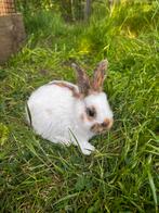 Jonge rijnlander konijnen, Meerdere dieren, 0 tot 2 jaar, Middelgroot